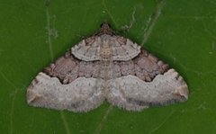 Fiolett båndmåler (Xanthorhoe decoloraria)