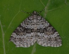 Grå bergmåler (Entephria caesiata)