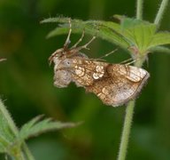 Tyrihjelmfly (Polychrysia moneta)