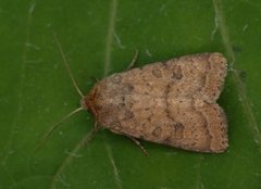 Lyst ringurtefly (Hoplodrina octogenaria)