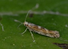 Argyresthia pygmaeella