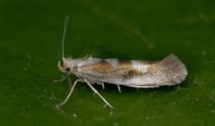 Argyresthia pygmaeella