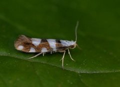 Argyresthia brockeella