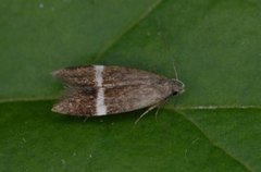 Syncopacma cinctella