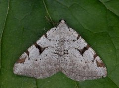 Ripsbuemåler (Macaria wauaria)