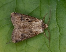 Brunpudret jordfly (Agrotis clavis)