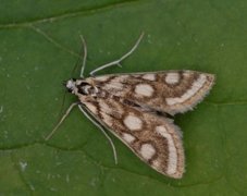 Porselensdammott (Nymphula nitidulata)