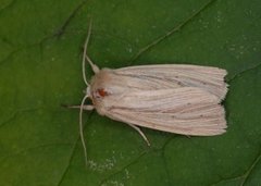 Brungult gressfly (Mythimna impura)