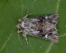 Torskemunnfly (Calophasia lunula)