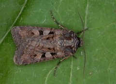 Fiolettbrunt jordfly (Euxoa recussa)