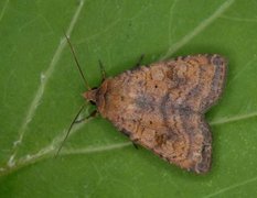 Augustteglfly (Diarsia dahlii)