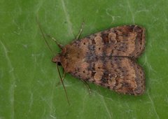 Augustteglfly (Diarsia dahlii)