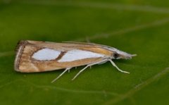 Toflekket nebbmott (Catoptria pinella)