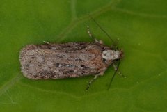 Depressaria pulcherrimella