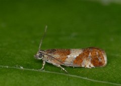 Rødflekket kveldvikler (Epinotia cruciana)