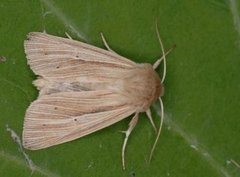 Brungult gressfly (Mythimna impura)