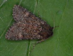 Rødt fjellengfly (Apamea schildei)