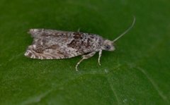 Epinotia cinereana/nisella