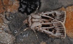 Fjelljordfly (Agrotsi fatidica)