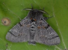 Heibørstespinner (Gynaephora fascelina)