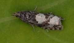 Bjørkekveldvikler (Epinotia trigonella)