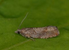 Augustkveldvikler (Epinotia solandriana)