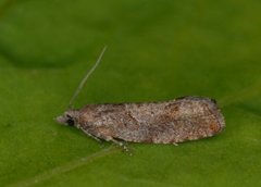 Augustkveldvikler (Epinotia solandriana)