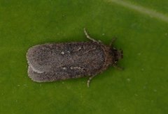 Agonopterix capreolella