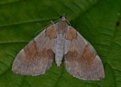 Fjærbarmåler (Thera firmata)