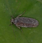 Depressaria silesiaca