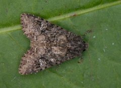 Kålfly (Mamestra brassicae)