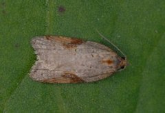 Buskflatvikler (Acleris laterana)