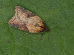 Mjødurtflatvikler (Acleris aspersana)