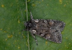 Grått kappefly (Lithophane consocia)