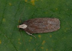 Depressaria leucocephala