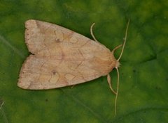 Vinkelfly (Enargia paleacea)