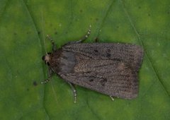 Grått pyramidefly (Amphipyra tragopoginis)