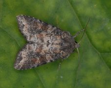 Rødlig løvfly (Parastichtis suspecta)