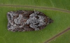 Blåbærflatvikler (Acleris maccana)