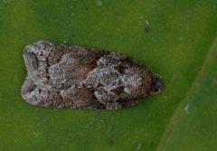 Blåbærflatvikler (Acleris maccana)