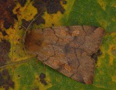 Vinkelfly (Enargia paleacea)