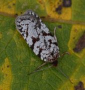 Lyngflatvikler (Acleris fimbriana)