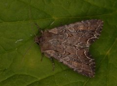 Brunt lundfly (Lacanobia suasa)