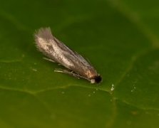 Bucculatrix nigricomella