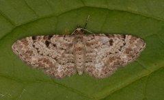 Stor kongledvergmåler (Eupithecia abietaria)