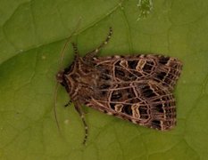 Nettnellikfly (Sideridis reticulata)