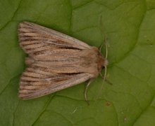 Kommagressfly (Leucania comma)