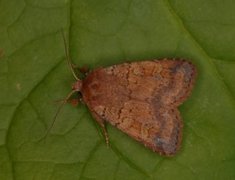 Engteglfly (Diarsia florida)