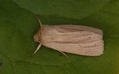 Brungult gressfly (Mythimna impura)