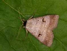 Engvikkefly (Lygephila pastinum)